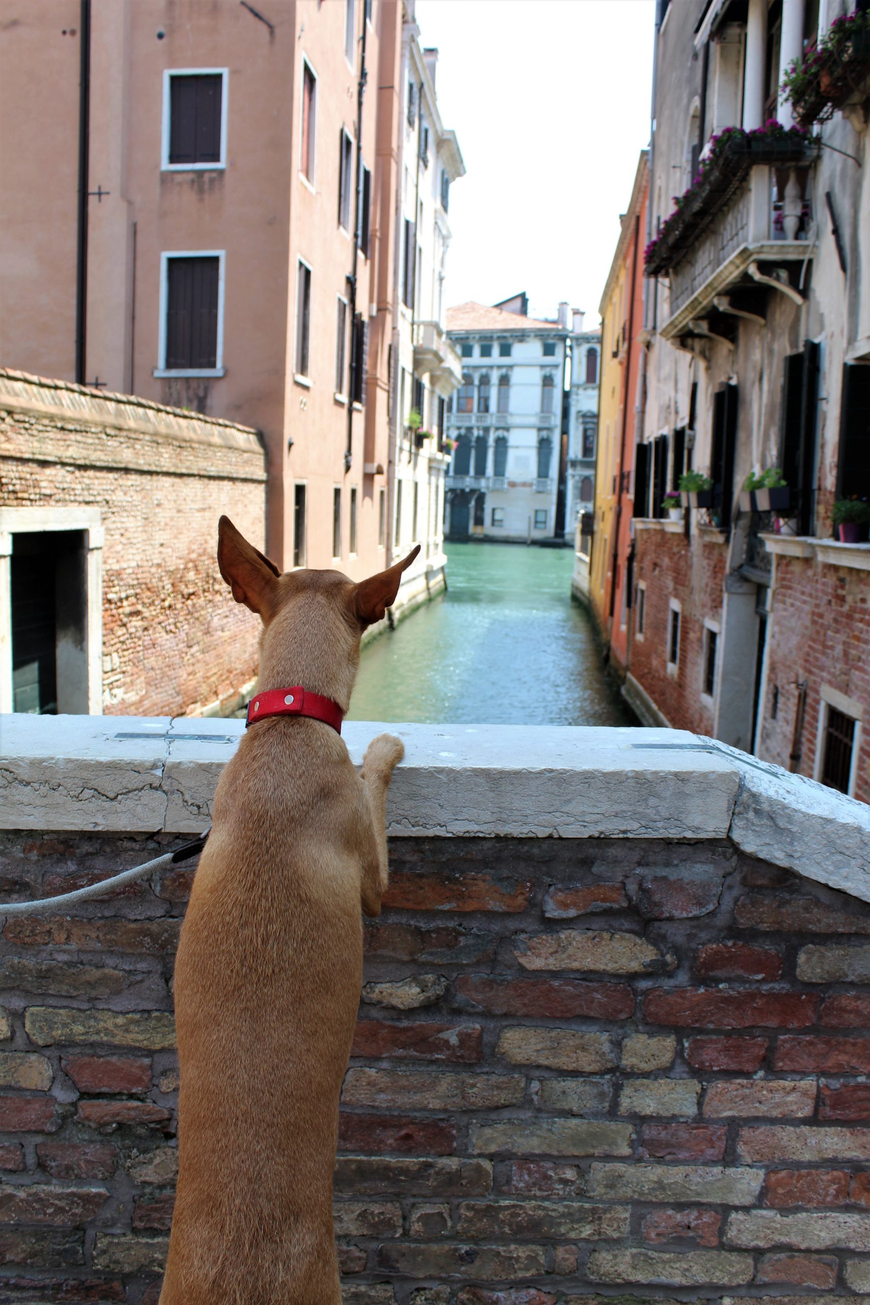 Un dia paseando en Venecia 